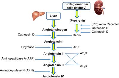 The role of the renin-angiotensin system (RAS) in salinity adaptation in Pacific white shrimp (Litopenaeus vannamei)